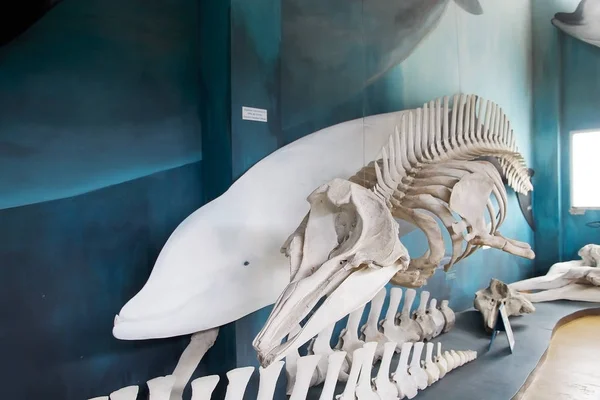 Esqueleto Baleia Bifurcada Cavier Museu Laboratório Mamíferos Marinhos Estancia Haarberton — Fotografia de Stock