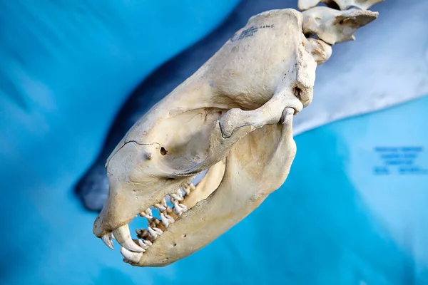 Λεοπάρδαλη Σφραγίδα Σκελετό Στο Μουσείο Και Εργαστήριο Θαλάσσιων Θηλαστικών Στο — Φωτογραφία Αρχείου