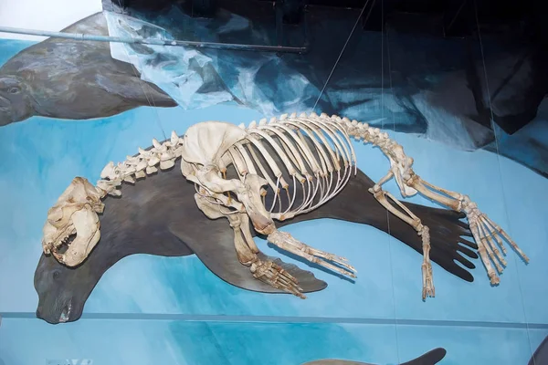 Leopar mühür iskelet Müzesi ve Tierra del Fuego, Patagonia, Arjantin Beagle kanaldaki Estancia Haarberton, deniz memelileri laboratuvarı. Estancia Harberton'da 1886 yılında kurulmuş ve en eski çiftlik Tierra del Fuego içinde olduğunu