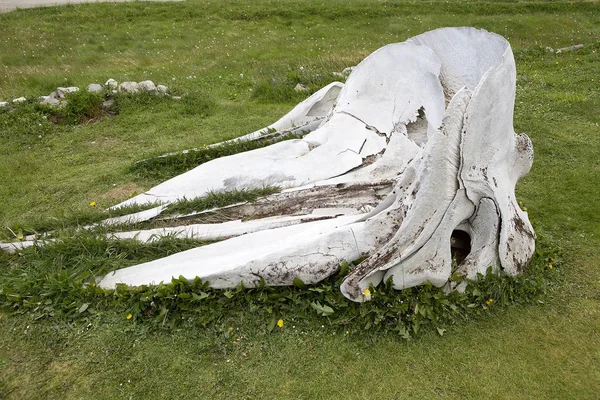 Esqueleto Baleia Museu Laboratório Mamíferos Marinhos Estancia Haarberton Canal Beagle — Fotografia de Stock