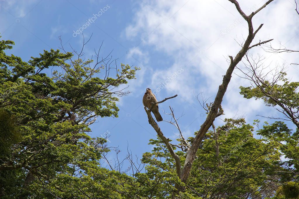 Bird on the tree at Estancia Haarberton in Beagle Channel in Tierra del Fuego, Patagonia, Argentina. Estancia Harberton was established in 1886 and it is the oldest farm in Tierra del Fuego