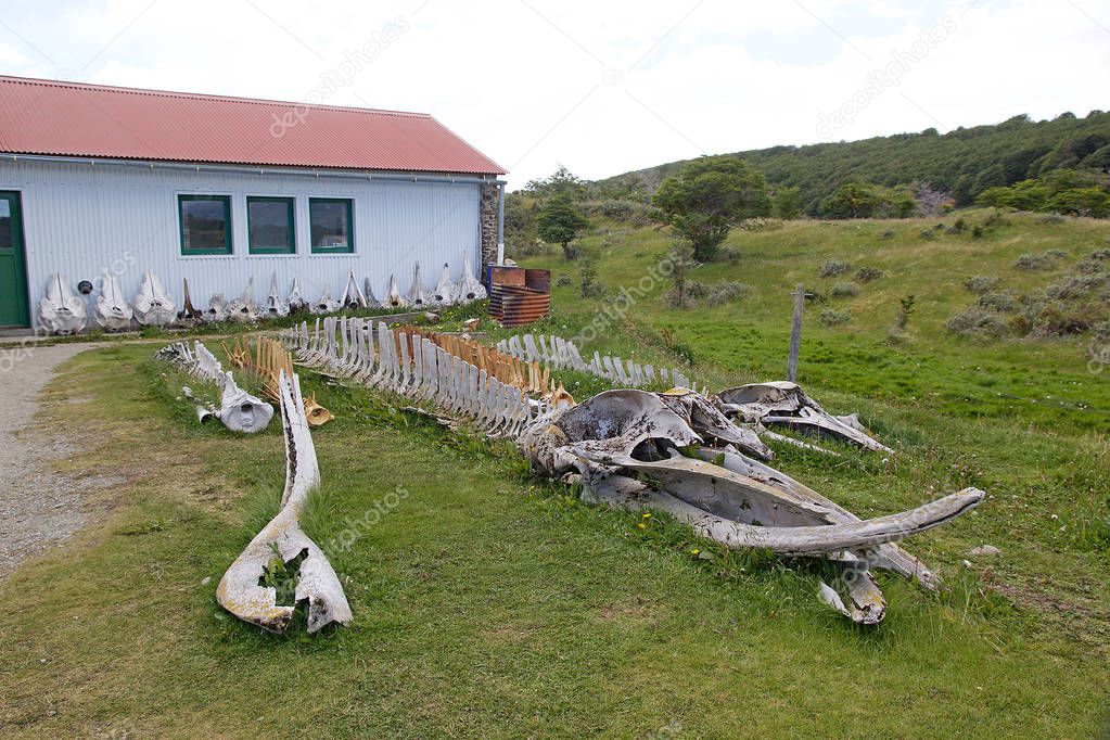 Whale skeleton at museum and laboratory of marine mammals at Estancia Haarberton in Beagle Channel in Tierra del Fuego, Patagonia, Argentina. Estancia Harberton was established in 1886 and it is the oldest farm in Tierra del Fuego