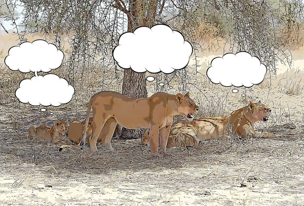 漫画アフリカ ライオン ライオン 思想泡でアフリカのサバンナでアカシアの木下カブス — ストック写真