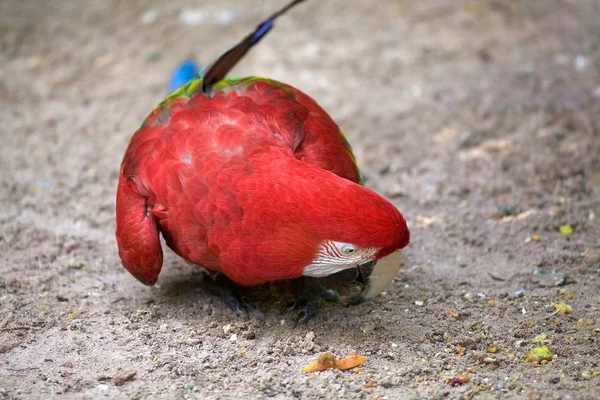 Scarlet Macaw Ara Macao Brzil Large Red Yellow Blue Central — Stock Photo, Image