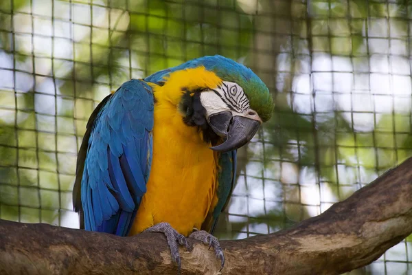 Blue Yellow Macaw Ara Ararauna Brzil Large South America Parrot — Stock Photo, Image