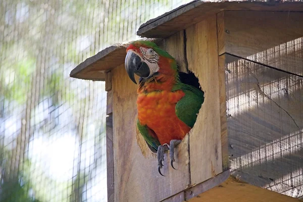 Red Green Macaw Ara Chloropterus Brzil Large Macaw Genus Ara — Stock Photo, Image