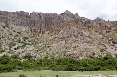 Cardones kaktüs, Quebrada de Humahuaca, Arjantin