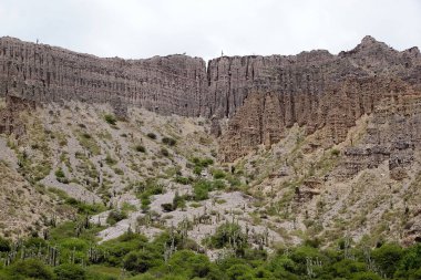 Cardones kaktüs, Quebrada de Humahuaca, Arjantin
