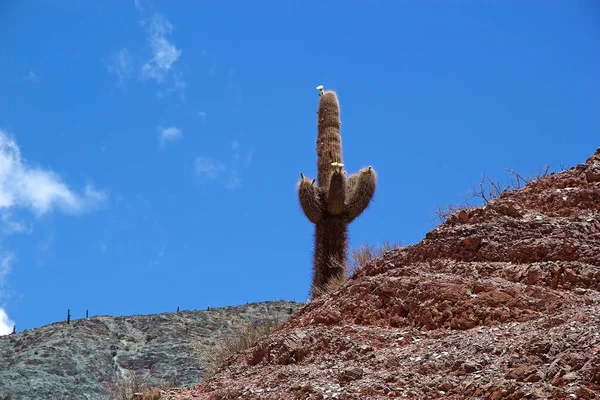 Riesenkaktus, Cardones-Kaktus, mit Blüten, Argentinien — Stockfoto