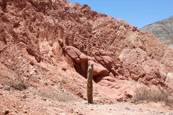 Giant Cactus, Cardones Cactus, med blommor, Argentina — Stockfoto