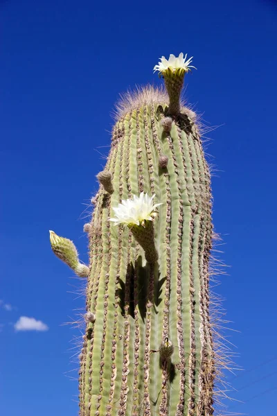 Cactus géant, cardones cactus, avec des fleurs, Argentine — Photo