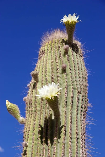 Cactus géant, cardones cactus, avec des fleurs, Argentine — Photo