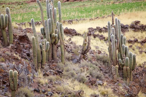 Calchaqui Vadisi boyunca kaktüs, Arjantin — Stok fotoğraf