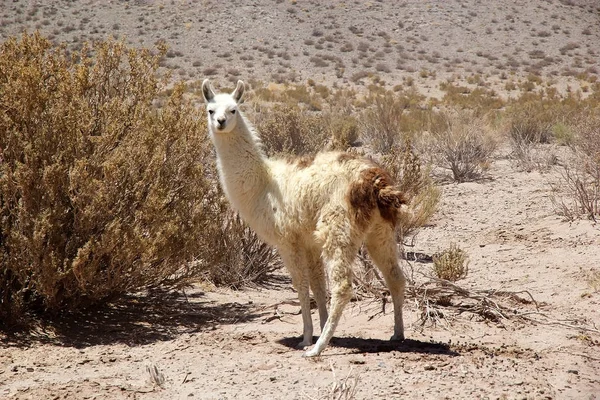 Llama di barat laut Argentina di provinsi Salta dan Jujuy — Stok Foto