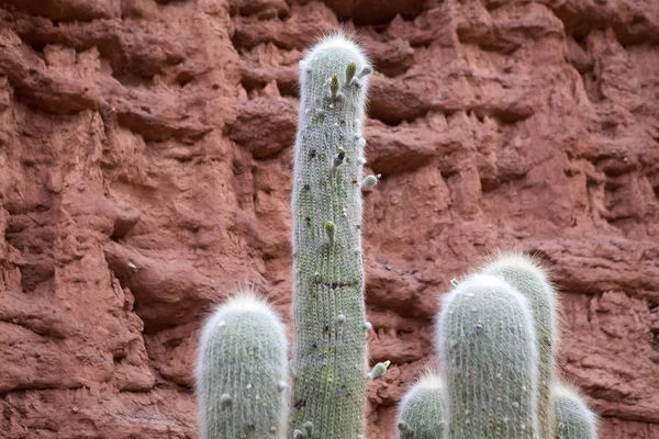 Kaktusy wzdłuż doliny Calchaqui, Argentyna — Zdjęcie stockowe