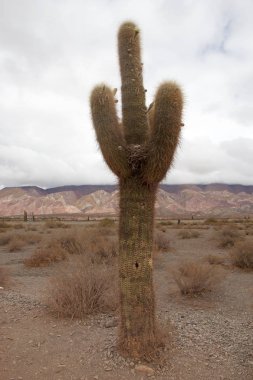 Los Cardones Ulusal Parkı'nda Cardon kaktüs, Arjantin