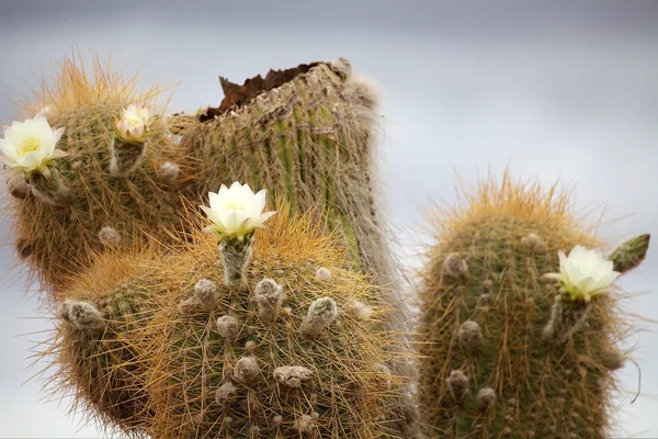 Fleurs du cactus de cardon au parc national de Los Cardones, Argentine — Photo