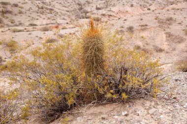 Cardon kaktüs, Echinopsis atacamensis, Arjantin