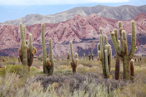 Los Colorados'ta Cardon kaktüs, Jujuy Eyaleti'nde renkli vadi, Arjantin
