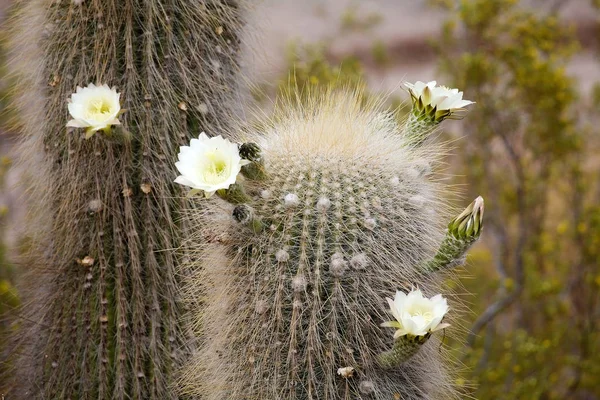 ロス・カルドネス国立公園のカルドンサボテンの花、アルゼンチン — ストック写真