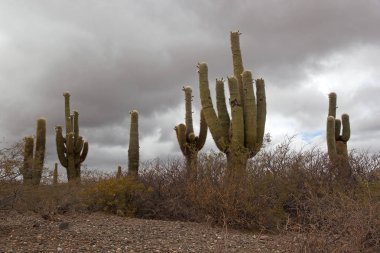Los Cardones Ulusal Parkı'nda Cardon kaktüs, Arjantin