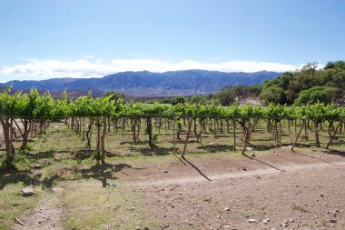 Arjantin Şarap Yolu boyunca Cafayate Bağ, Arjantin