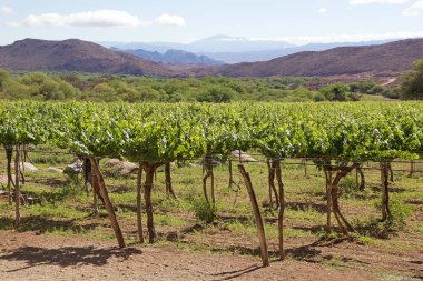 Arjantin Şarap Yolu boyunca Cafayate Bağ, Arjantin