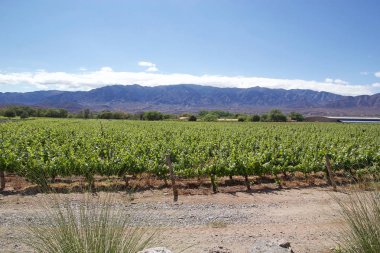 Arjantin Şarap Yolu boyunca Cafayate Bağ, Arjantin