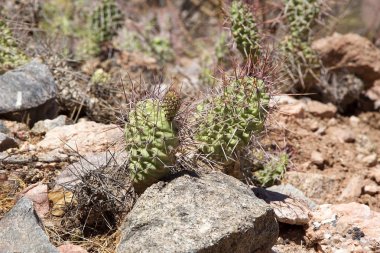 Arjantin Şarap Yolu boyunca Calchaqui Vadisi'nde Kaktüs, Arjantin