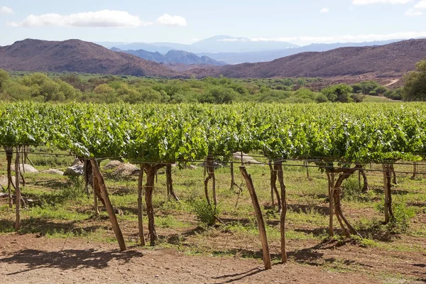 Viñedo en Cafayate a lo largo de la Ruta del Vino Argentina, Argentina — Foto de Stock