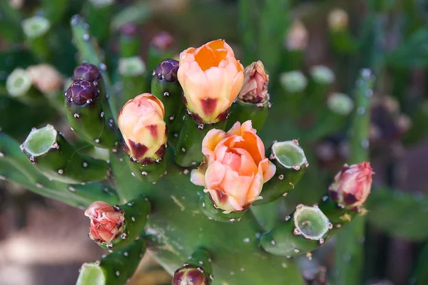 Fleurs de cactus à la cave à Cafayate, Argentine — Photo