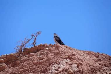 Calchaqui Vadisi'ndeki yırtıcı kuş, Arjantin