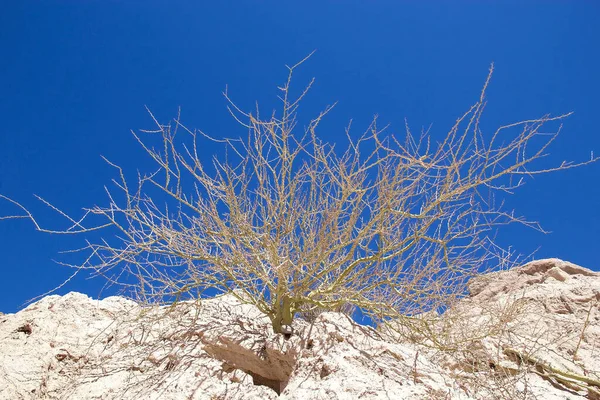 Tree at the Gorge of Arrows at Angastaco, Argentina — ストック写真