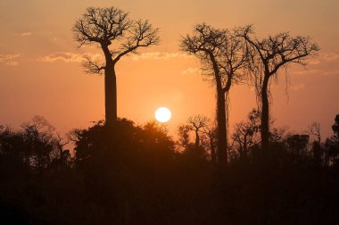 Morondava, Madagaskar 'da baobab ile şaşırtıcı bir gün doğumu.