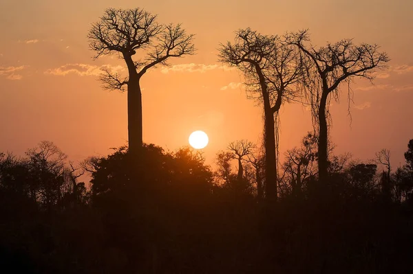 Morondava Madagaskar Baobab Ile Şaşırtıcı Bir Gün Doğumu — Stok fotoğraf
