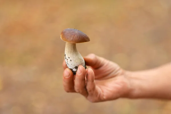 Närbild Handen Håller Färska Plockade Svamp Suddig Bakgrund — Stockfoto