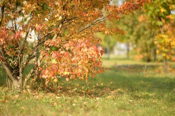 Grön Äng Med Liten Buske Höst Skog — Stockfoto