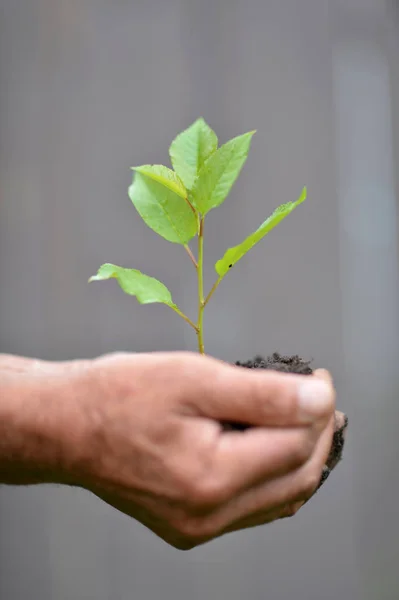 Hands Holding Young Tree Sprout — Stock Photo, Image