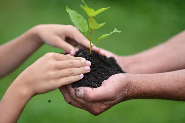 Two People Holding Together Young Sprout Tree — Stock Photo, Image