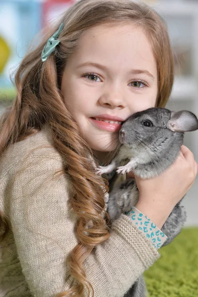 Jente som leker med chinchilla – stockfoto