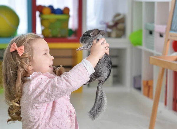 Girl playing with chinchilla — Stock Photo, Image