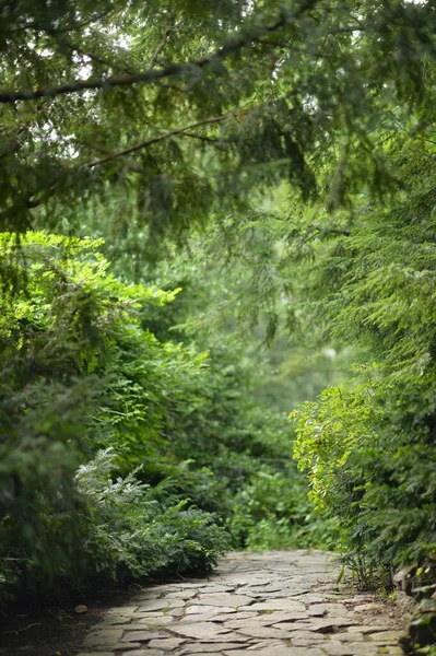 Ormanda Bir Patika — Stok fotoğraf