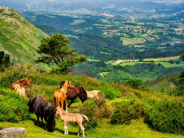 Wild Mountain Horses Asturias — Stock Photo, Image