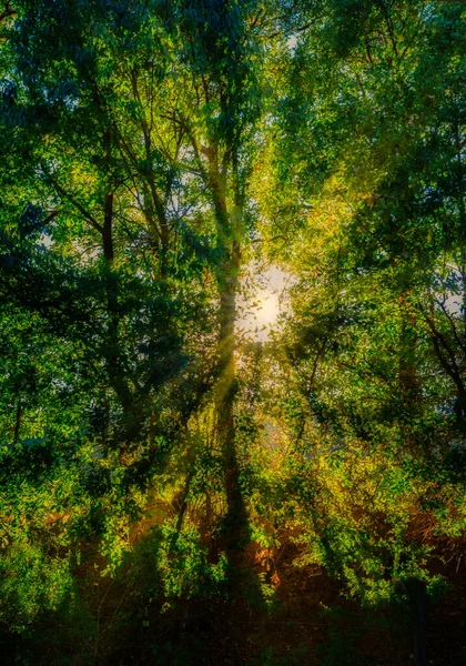 Una Luz Del Sol Trhu Árbol Tarde Verano — Foto de Stock