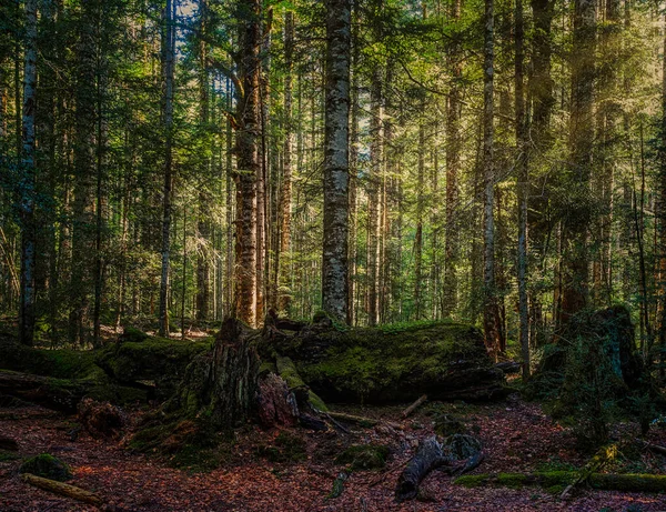 Ordesa Ormanı 'nda gün doğumu