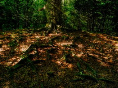 Kökler ve güneş ışığı