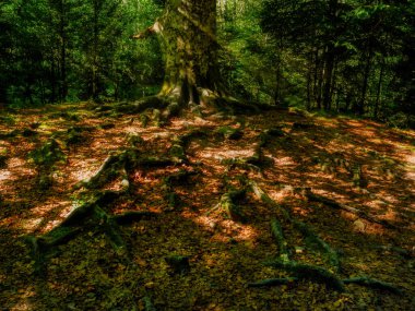 Ordesa Parkı 'nda gün doğumunda ağaç kökleri