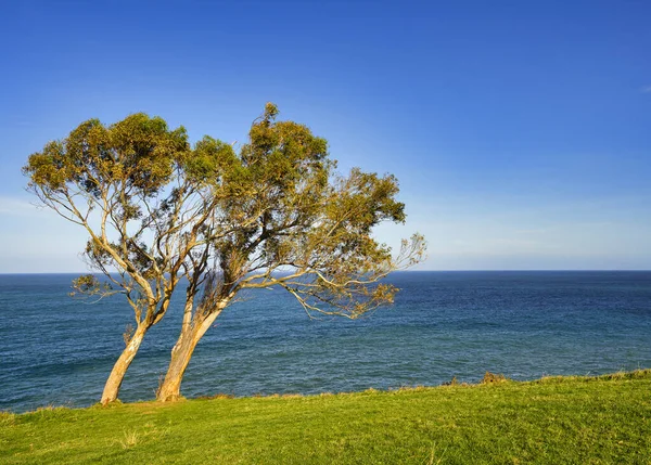 Pair Trees Sea — Stock Photo, Image