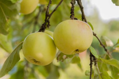 Sonbahar. Bir ağaçta Sarı elmalar.