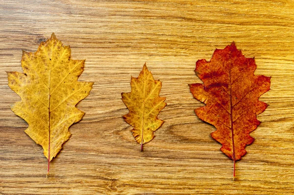 Hojas Otoño Sobre Fondo Madera — Foto de Stock